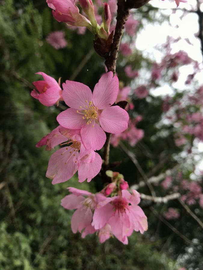 Zhu Yuan Homestay Fenchihu Luaran gambar